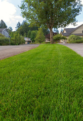 Parking Strip with Green Grass Closeup along residential suburb neighborhood