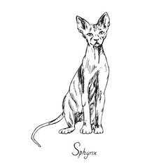 Sphynx, cat breeds illustration with inscription, hand drawn doodle, sketch, outline black and white vector