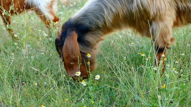 sheep grazing in the field
