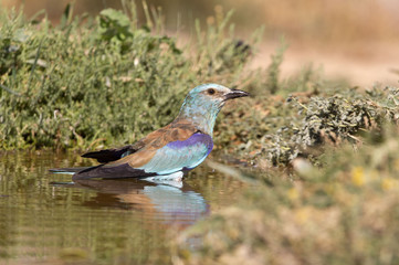 Coracias garrulus. European roller