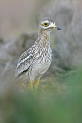 Stone-curlew. Burhinus oedicnemus