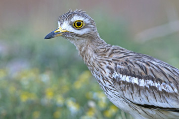 Fototapeta premium Stone-curlew. Burhinus oedicnemus