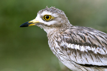Stone-curlew. Burhinus oedicnemus