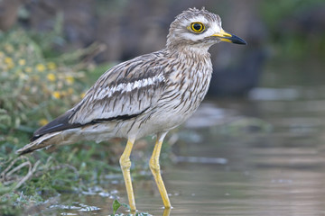 Stone-curlew. Burhinus oedicnemus