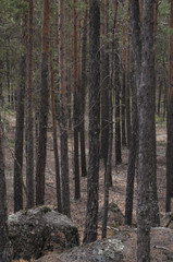 Pine forest, forest landscape