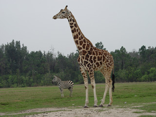 Big Giraffe Little Zebra