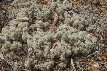 Beautiful thick moss