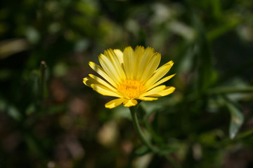 Ringelblume - Calendula officinalis