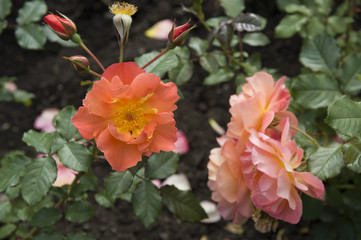 Different kinds of beautiful field flowers blossoming in Norway