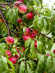 Dojrzewające owoce brzoskwini w amatorskiej uprawie w deszczowym dniu - obrazy, fototapety, plakaty