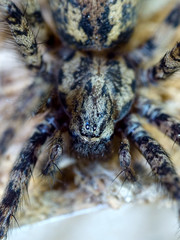 Giant house spider (Eratigena atrica)