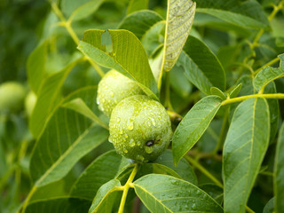 Walnut fruits in the July rainy orchard © JDziedzic