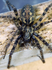 Giant house spider (Eratigena atrica)