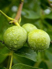 Walnut fruits in the July rainy orchard