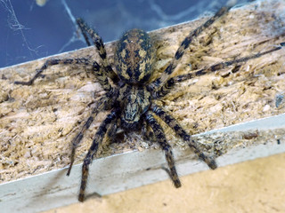 Giant house spider (Eratigena atrica)
