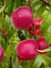 Dojrzewające owoce brzoskwini w amatorskiej uprawie w deszczowym dniu