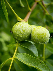 Walnut fruits in the July rainy orchard