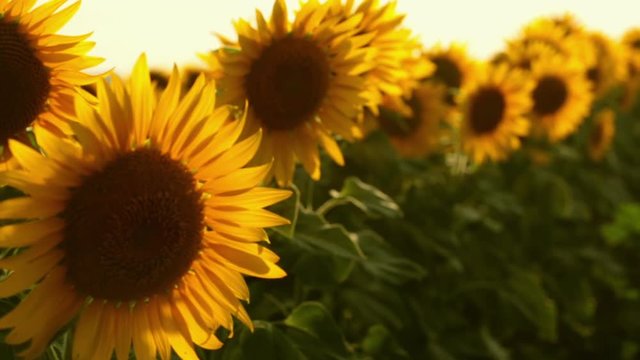 Sunflower field during sunset