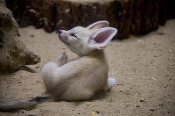 Fennec baby, Vulpes Zerda.