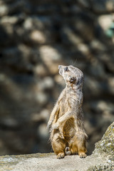 Fototapeta premium Suricate