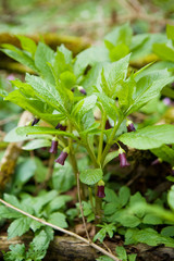 Wild dangerous forest flower Mandrake purple close-up.