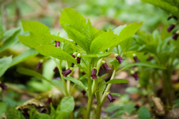 Wild dangerous forest flower Mandrake purple close-up.