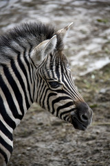 Fototapeta na wymiar Portrait of young zebra.
