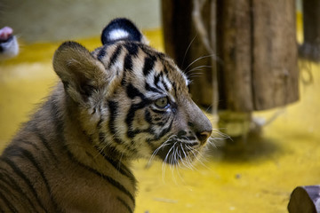 Sumatran Tiger, Cub Panthera Tigris Sumatrae.