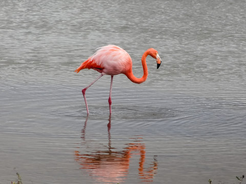 Flamingo in galapagos island standing in water with reflections Stock Photo  | Adobe Stock