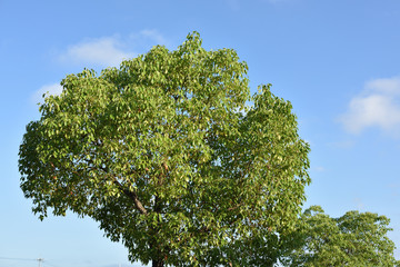 日本の夏に見上げた木