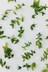 Peppermint leaves fresh cut and scattered on white background. Preserving peppermint aroma by natural air-drying. Directly above, isolated.