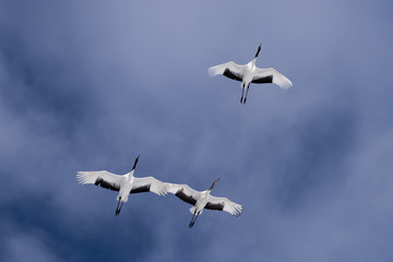 タンチョウの編隊