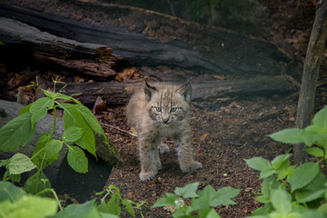 Eurasian Lynx Cubs, Lynx Lynx.