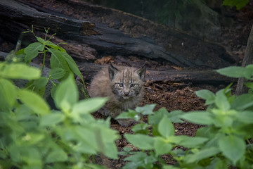 Naklejka na ściany i meble Eurasian Lynx Cubs, Lynx Lynx.