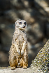 Suricate