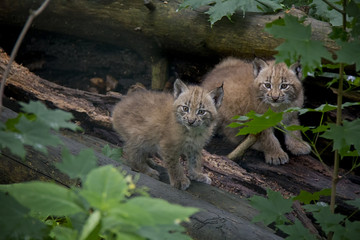 Eurasian Lynx Cubs, Lynx Lynx.