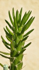 kaktus
