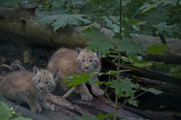 Naklejka na ściany i meble Eurasian Lynx Cubs, Lynx Lynx.