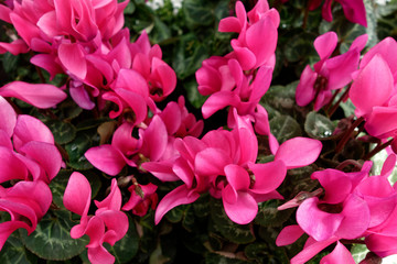 Beautiful cyclamen flowers. Pink, magenta flowers. Macro photography.