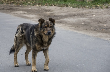 Dog. Homeless dog on the street