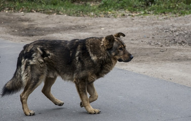 Dog. Homeless dog on the street