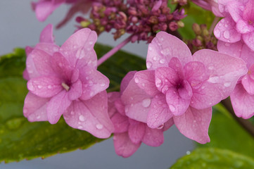 closeup of rain drops on pink hydrangea in the garden  on blue wall background