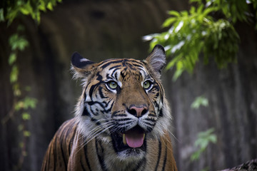 Sumatran Tiger, Panthera Tigris Sumatrae.