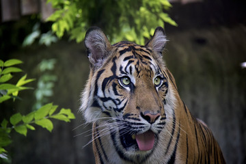 Sumatran Tiger, Panthera Tigris Sumatrae.