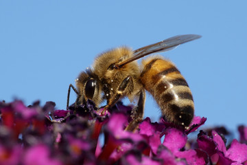 European honey bee (Apis mellifera)