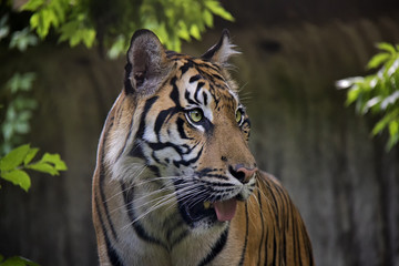 Sumatran Tiger, Panthera Tigris Sumatrae.