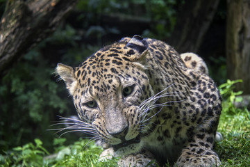 Fototapeta na wymiar Sri Lankan Leopard, Panthera Pardu Kotiya.