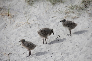 Seagull with babies. Düne, Heligoland, Germany.