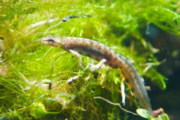 Common newt or smooth newt, Lissotriton vulgaris, male freshwater amphibian in breeding water form, biotope aquarium, closeup nature photo