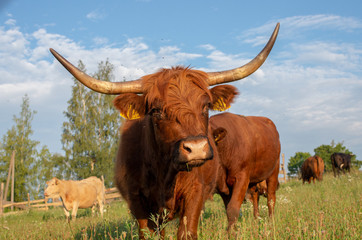 Scottish highland cattle
